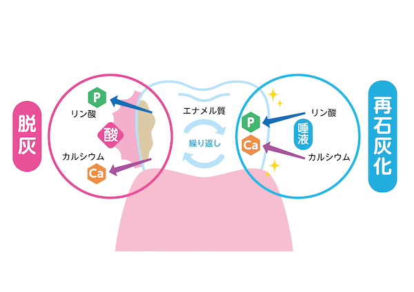 脱灰と再石灰化のイメージ画像｜夏こそ要注意！水分補給のつもりが虫歯リスクUP！？｜愛媛県松山市の歯医者「もりもと歯科クリニック」