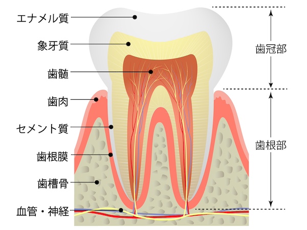 歯の構造のイメージ画像｜栄養豊富！この時期にとりたい「歯を丈夫にする」秋の味覚｜愛媛県松山市の歯医者「もりもと歯科クリニック」